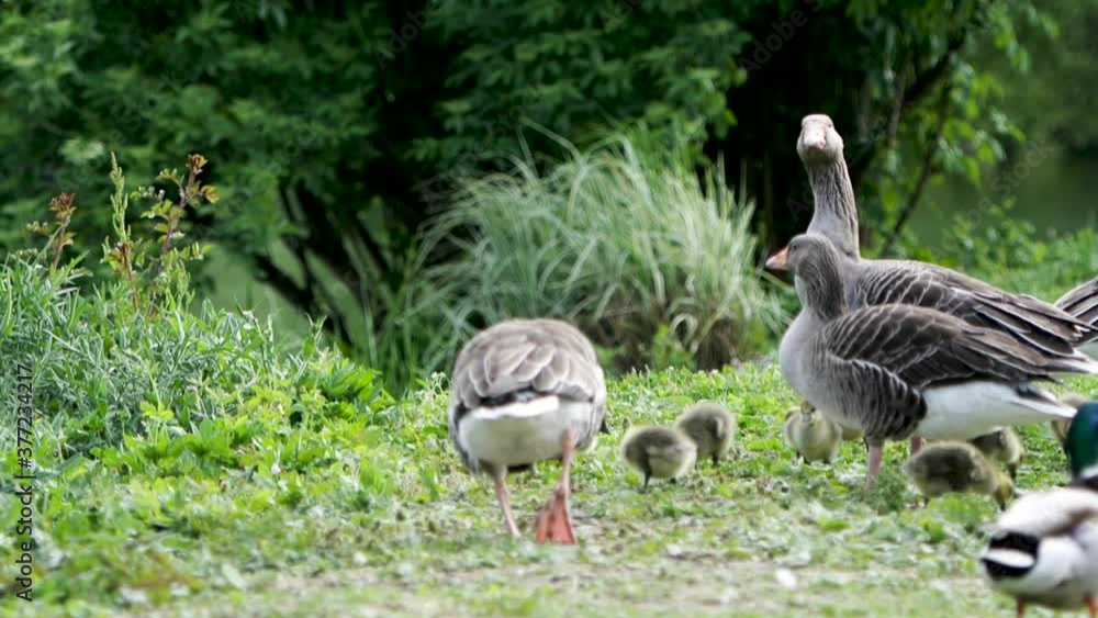 Group of cute gooses with little babies and mallard ducks in green park during COVID-19 coronavirus disease pandemic with silhouettes of people in background Group of cute gooses with little babies and mallard ducks in green park during COVID-19 coronavirus disease pandemic with silhouettes of people in background