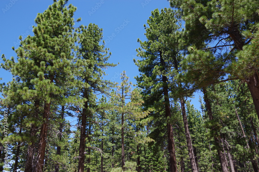 Fir trees in the high sierra forest around lake Tahoe