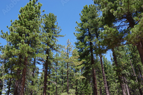 Fototapeta Naklejka Na Ścianę i Meble -  Fir trees in the high sierra forest around lake Tahoe