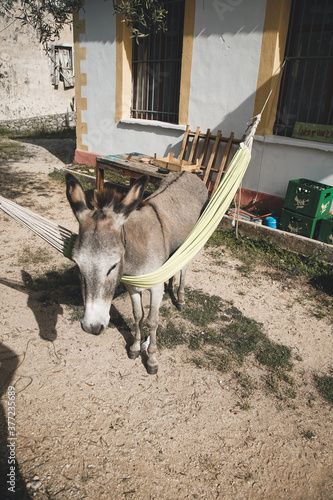 Donkey in a hammock