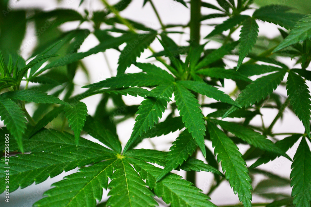 Leaves of therapeutic cannabis. Leaves of therapeutic cannabis.
