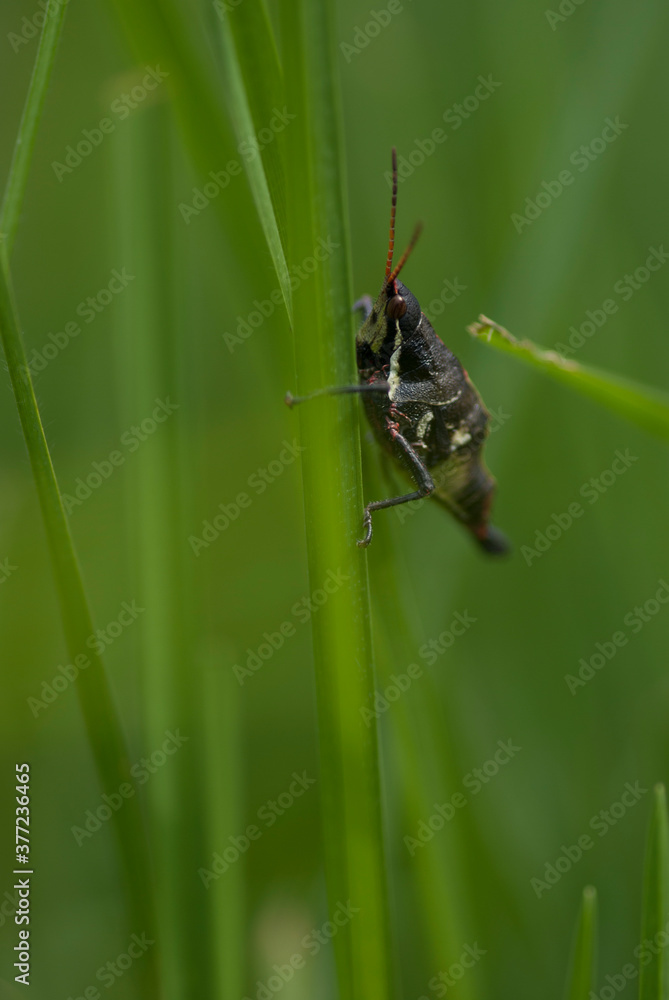 Fototapeta premium Chapulín