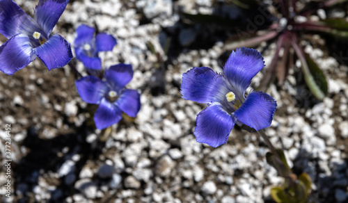 Rocky Mountain Fringed Gentian (Gentianopsis thermalis) photo