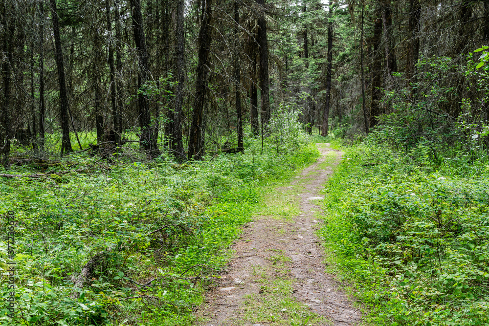 Empty hiking trail in the Paul Lake Provincial Park British Columbia Canada. Empty hiking trail in the Paul Lake Provincial Park British Columbia Canada.