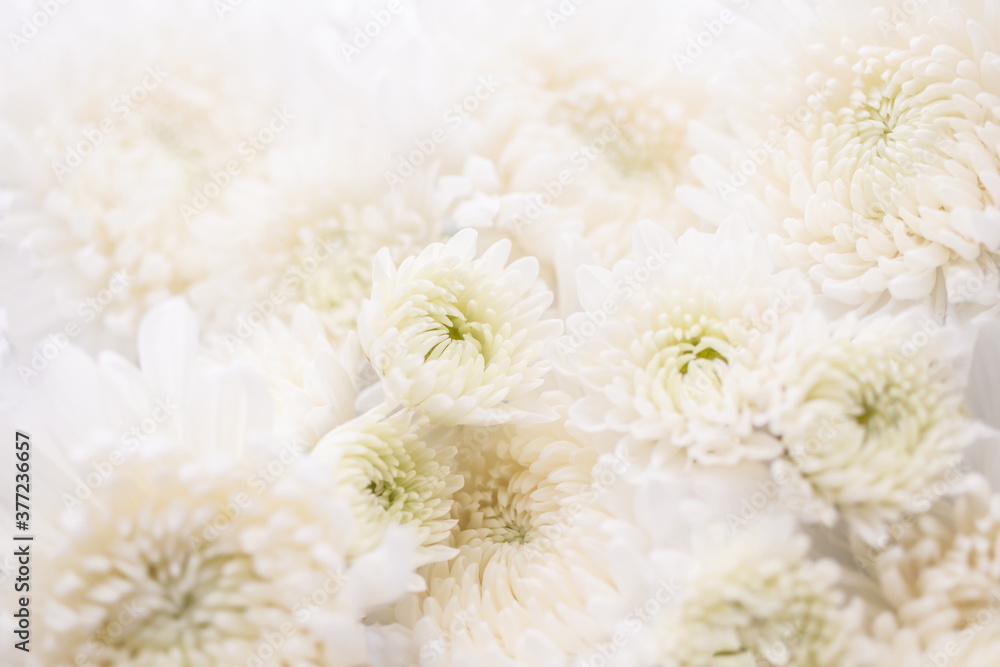 菊白い花の背景素材stock Photo Adobe Stock