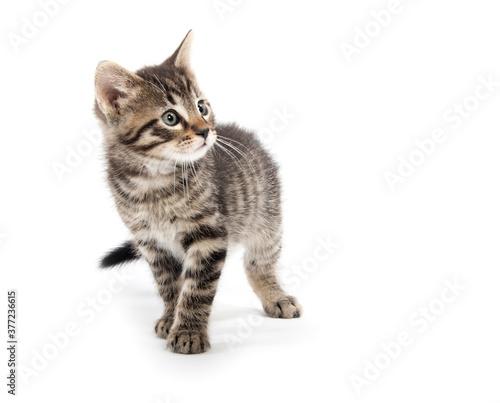 Cute tabby looking up on white background