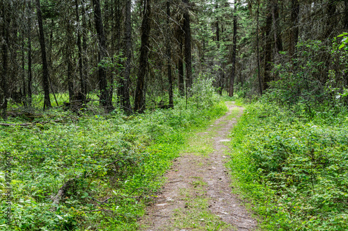 Empty hiking trail in the Paul Lake Provincial Park British Columbia Canada.