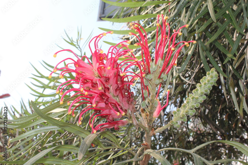 Grevillea banksii, known as red silky oak, dwarf silky oak, Banks