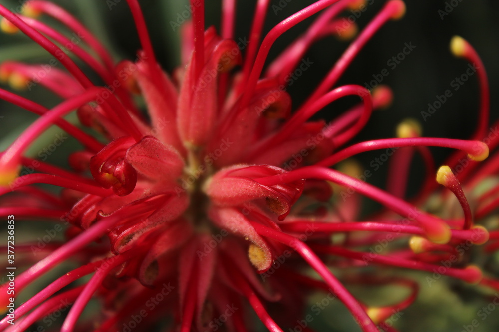 Grevillea banksii, known as red silky oak, dwarf silky oak, Banks