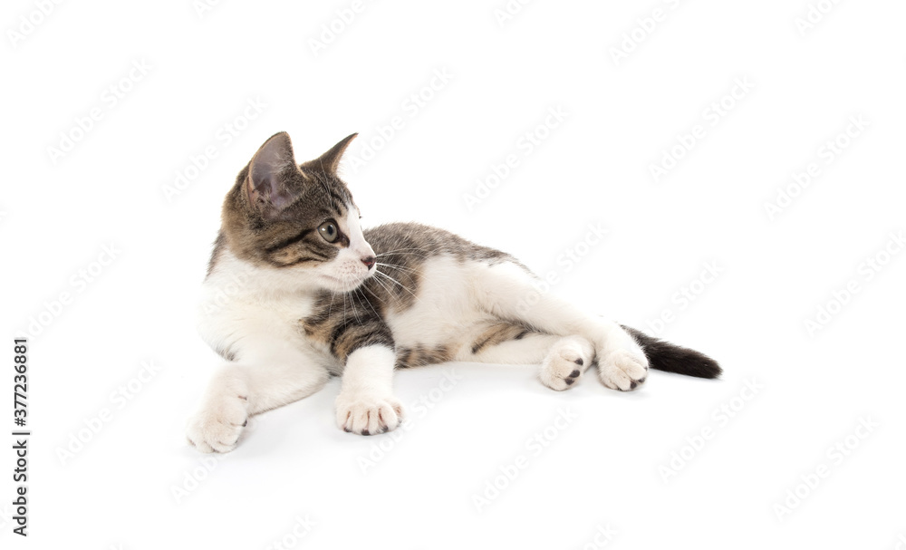 Cute tabby kitten on white background