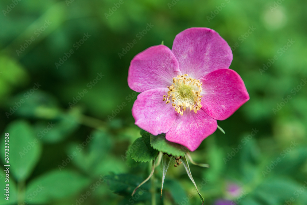 Closeup natural view of flower under summer sunlight with blurred background. Closeup natural view of flower under summer sunlight with blurred background.