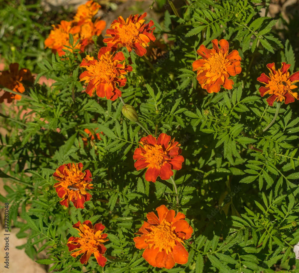 The garden is decorated with orange flowers. It has numerous stamens and grows very well for the summer season. These are the famous Tagetes The garden is decorated with orange flowers. It has numerous stamens and grows very well for the summer season. These are the famous Tagetes
