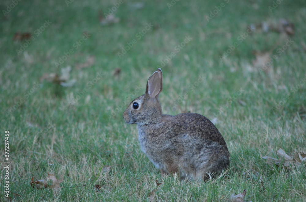 Fototapeta premium Rabbit