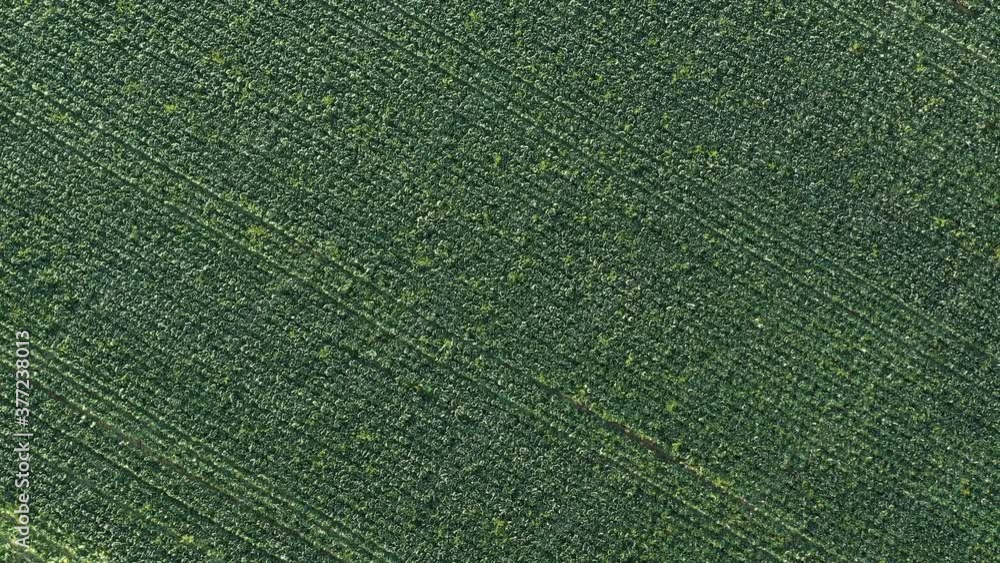 Cabbage plantation in the field. Vegetables grow in a rows. Aerial view Cabbage plantation in the field. Vegetables grow in a rows. Aerial view