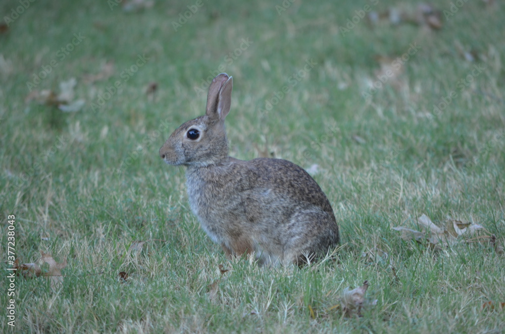 Rabbit Rabbit