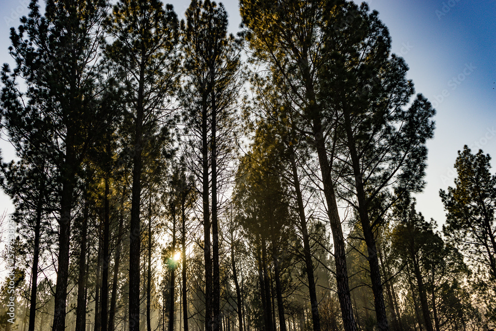 Early morning sun shining through tall trees. Beautiful sunbeams. Early morning sun shining through tall trees. Beautiful sunbeams.