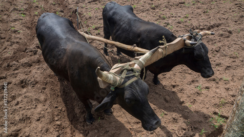 Fotografie Oxen plowing soil under a sunny day