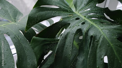 Trendy summer green tropical monstera