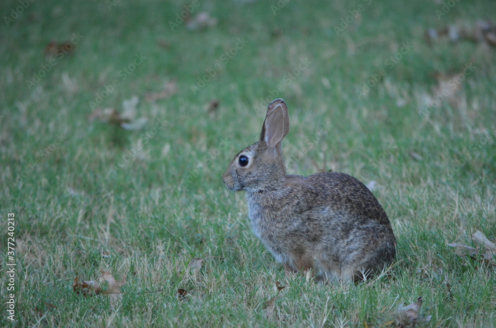 Bunny Bunny