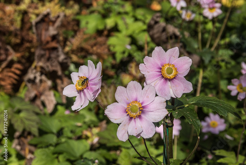 The Wasp and the Japanese Anemone flower