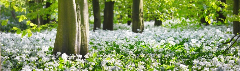 Green forest and white blooming wild garlic (Allium ursinum) in Stochemhoeve, Leiden, the Netherlands. Picturesque panoramic spring landscape. Travel destinations, eco tourism, ecology, pure nature