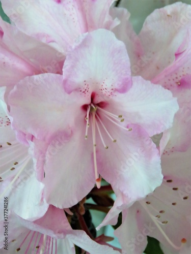 pink and white flower rhododendron