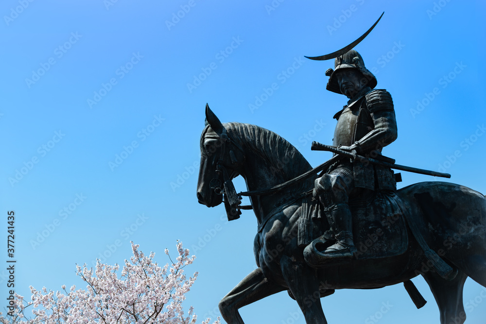 日本 桜と伊達政宗像 騎馬像 Stock Photo Adobe Stock