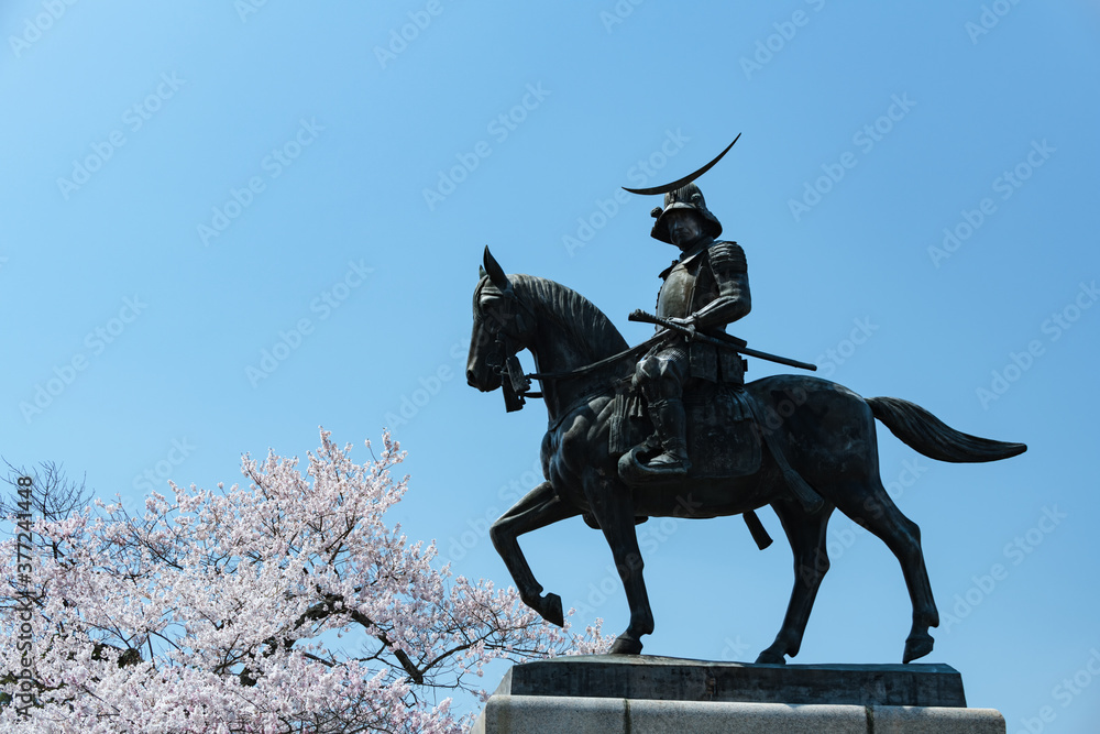 日本 桜と伊達政宗像 騎馬像 日本 桜と伊達政宗像 騎馬像