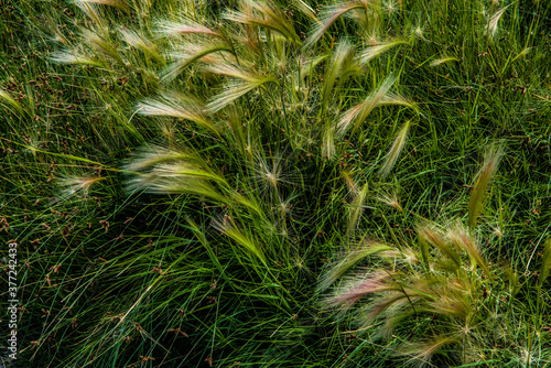 green wild grasses with silky seed tassels 