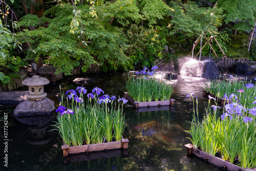 鎌倉 長谷寺の庭園と花菖蒲 photo