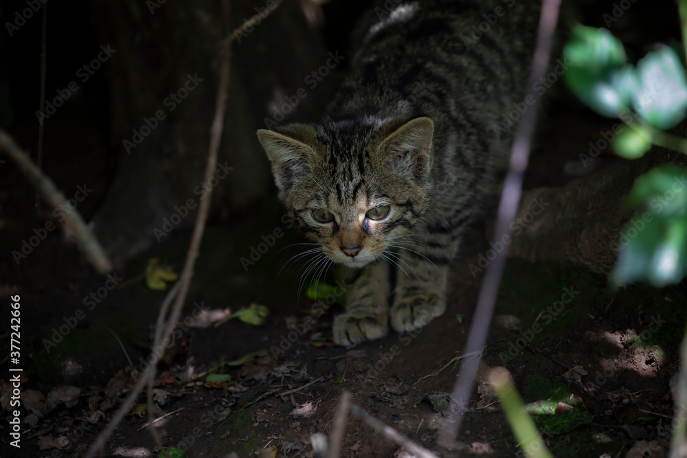 scottish wildcat kitten within dense woodland of facial detail.