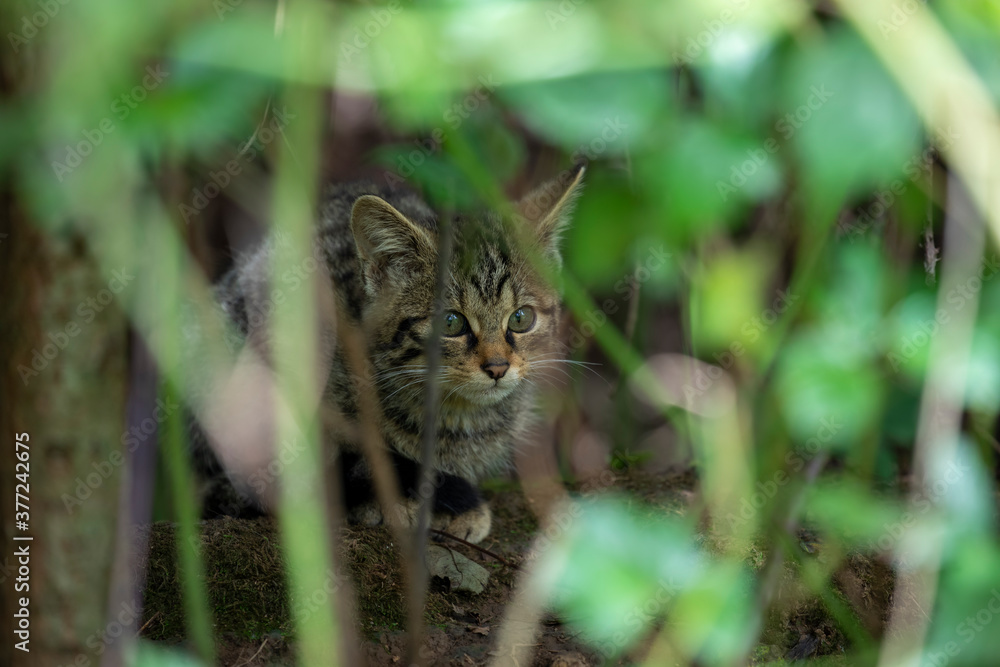 scottish wildcat kitten within dense woodland of facial detail.