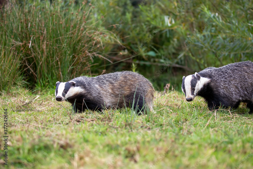 badger group feeding on short grass during a sunny day.