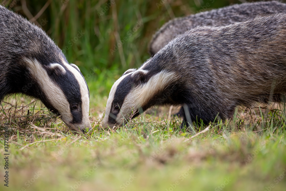 badger group feeding on short grass during a sunny day.