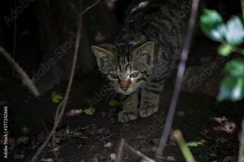 Obraz na płótnie scottish wildcat kitten within dense woodland of facial detail. w salonie