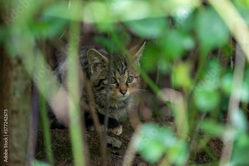 Obraz na płótnie scottish wildcat kitten within dense woodland of facial detail. w salonie