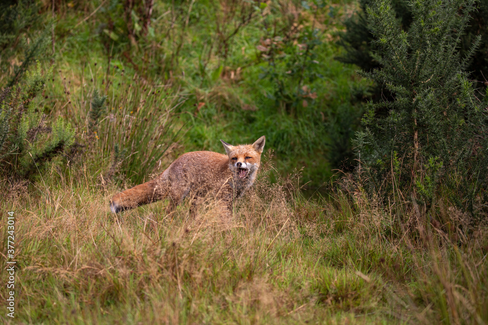 red fox, wide shot of fox walking, making funny faces within long grass during a sunny day.