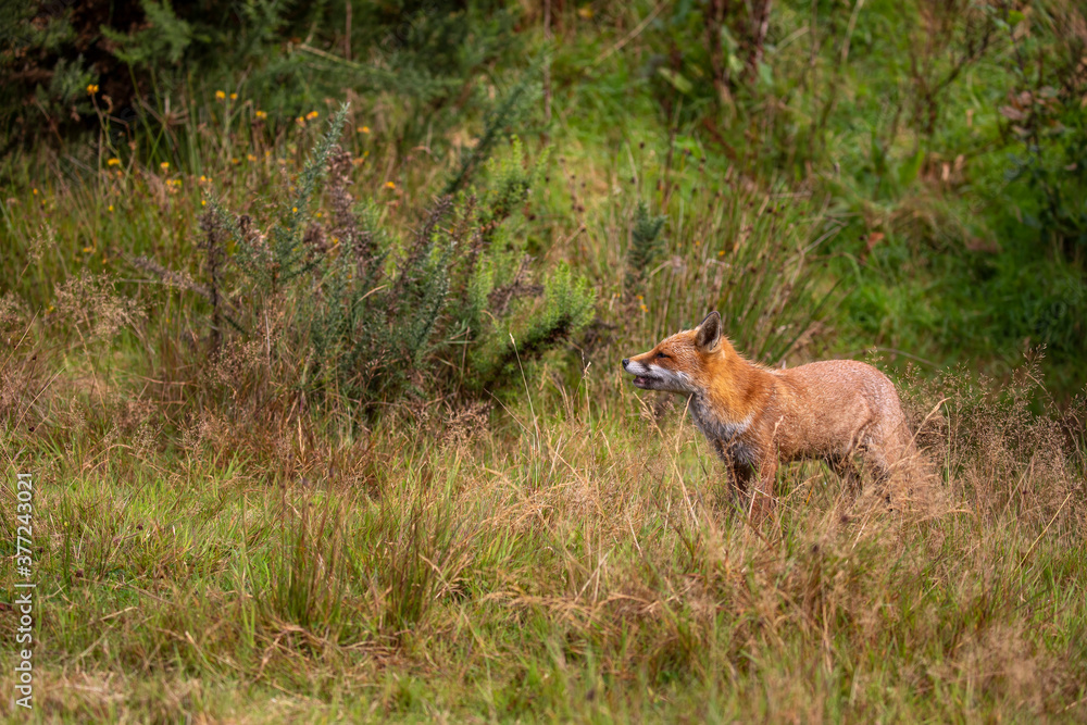red fox, wide shot of fox walking, making funny faces within long grass during a sunny day.