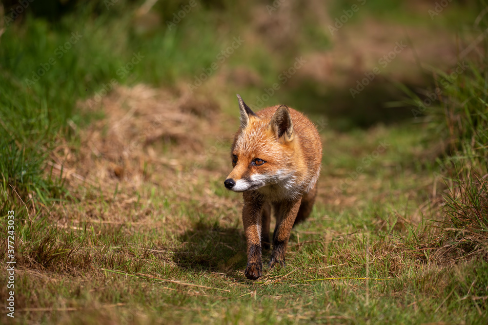 red fox, vulpes vulpes, close shot of fox with head detail walking towards camera within short and long grass during a sunny day.
