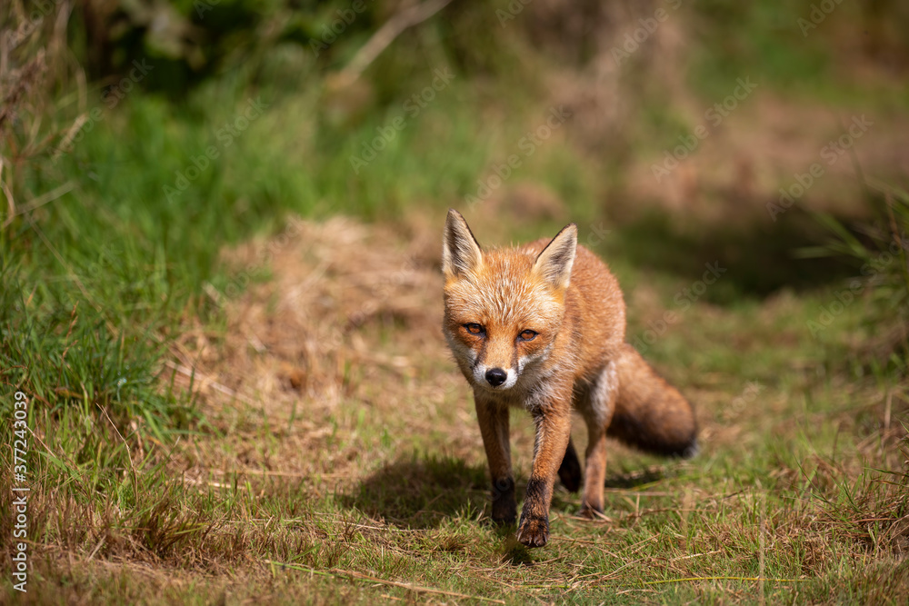 red fox, vulpes vulpes, close shot of fox with head detail walking towards camera within short and long grass during a sunny day.