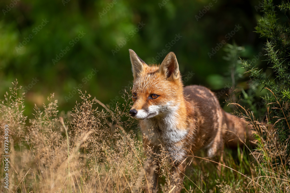 red fox, vulpes vulpes, close shot of fox with head detail walking towards camera within short and long grass during a sunny day.