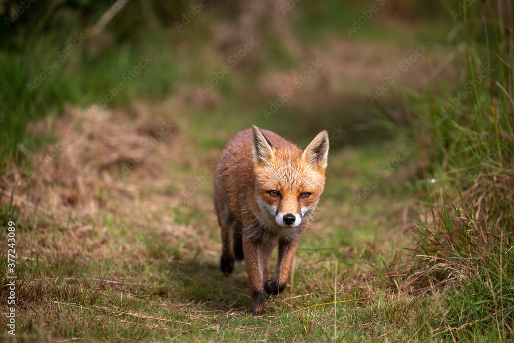 red fox, vulpes vulpes, close shot of fox with head detail walking towards camera within short and long grass during a sunny day.