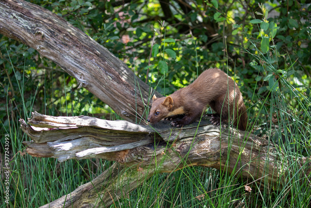 pine marten wide scene of whole body while on a branch within a wood during a sunny day.