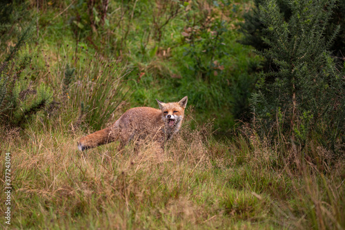 red fox, wide shot of fox walking, making funny faces within long grass during a sunny day.