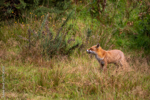 Obraz na płótnie red fox, wide shot of fox walking, making funny faces within long grass during a sunny day. w salonie