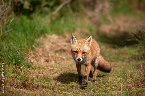 red fox, vulpes vulpes, close shot of fox with head detail walking towards camera within short and long grass during a sunny day. © Paul