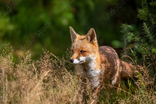 red fox, vulpes vulpes, close shot of fox with head detail walking towards camera within short and long grass during a sunny day. © Paul
