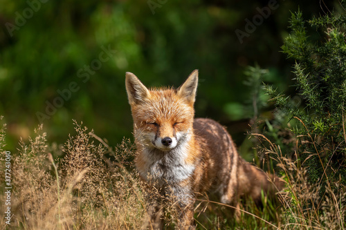 Obraz na płótnie red fox, vulpes vulpes, close shot of fox with head detail walking towards camera within short and long grass during a sunny day. w salonie