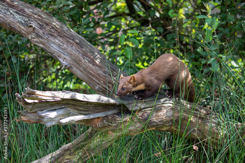 Obraz na płótnie pine marten wide scene of whole body while on a branch within a wood during a sunny day. w salonie