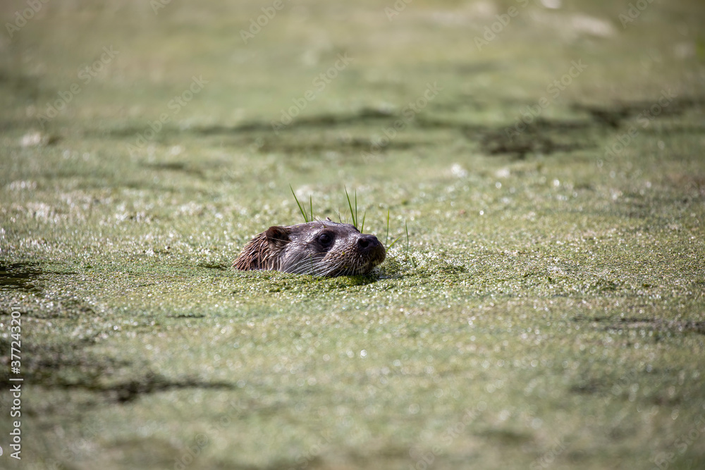 european otter, detail of head seen above surface of green water on a pond during a sunny day.